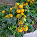 1159 Venus Micro Dwarf Tomato, 5 Seeds