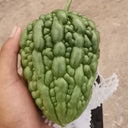 Huading No.5 Broad-top Bitter Gourd Seeds, 10g