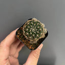 Echinopsis schieliana var. Unguispina, 3-4cm