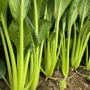 Jiamei Komatsuna Seeds, 10g