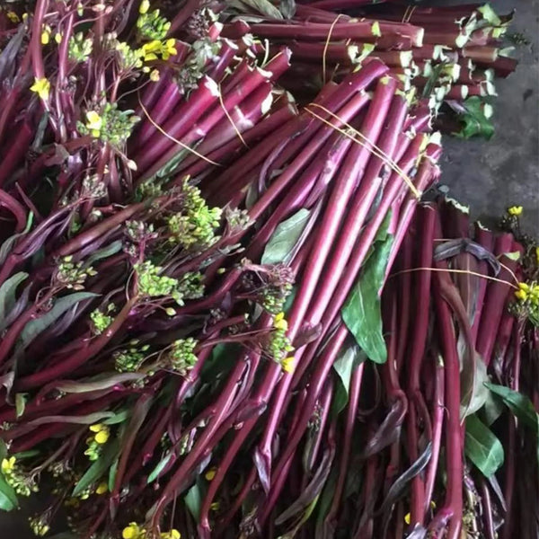 Xishuai Purple Stem Mustard Seeds, 500 Seeds