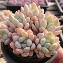 Echeveria 'Jade Ruyi', 3pcs x 1-head