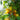 912 Dwarf Kangaroo Paw Yellow Tomato, 5 Seeds