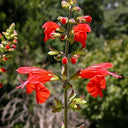 Red Flowering Sage, 500 Seeds