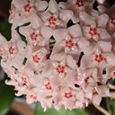 Hoya commutata, 1 Cutting