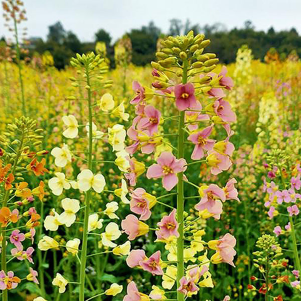 Rainbow Rapeseed Seeds, 250 Seeds