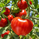 167 Dwarf Speckled Heart Tomato, 5 Seeds