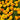 Dwarf French Marigold, 300 Seeds