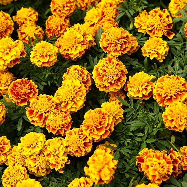 Dwarf French Marigold, 300 Seeds