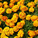 Dwarf French Marigold, 300 Seeds