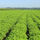 Lushou Peanut Seeds, 20 Seeds