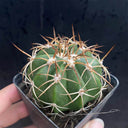 Melocactus azureus, 3-4cm