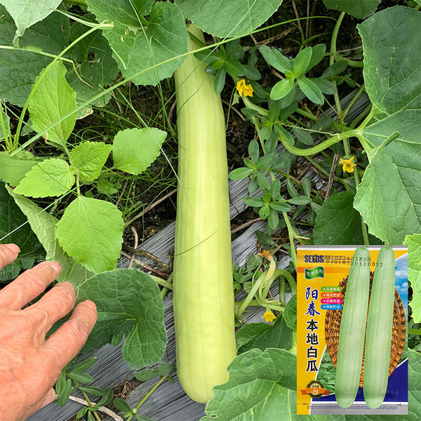 Yangchun White Melon Seeds, 50 Seeds