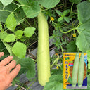 Yangchun White Melon Seeds, 50 Seeds