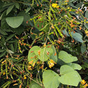 Pigeon Pea Seeds, 50 Seeds