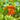 Censer Squash Seeds, 5g