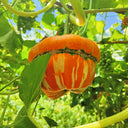 Censer Squash Seeds, 5g