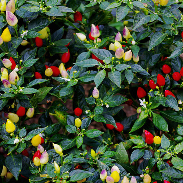 Ornamental Pepper Seeds, 100 Seeds