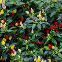 Ornamental Pepper Seeds, 100 Seeds