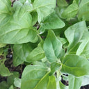 New Zealand Spinach Seeds, 20g