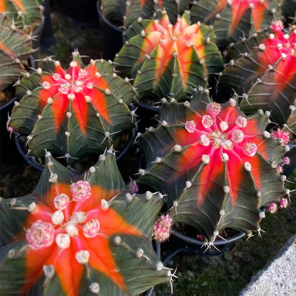 Gymnocalycium stenopleurum 'Artificial Variegated', 6-7cm