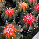 Gymnocalycium stenopleurum 'Artificial Variegated', 6-7cm