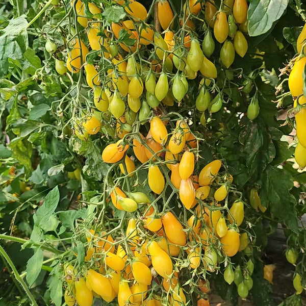2025 Sweet Auntie F4 Tomato, 5 Seeds