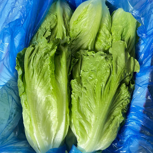Year-Round Slow-Bolting Lettuce King Seeds, 10g