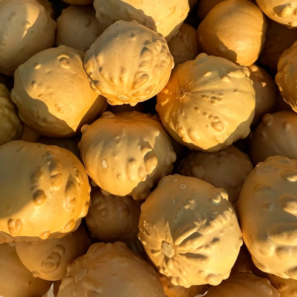 Extra-large Bumpy Gourd, 10 Seeds