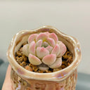 Echeveria 'Peach Pride'‌, 2pcs x 1-head