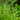 Spearmint Mint, 1000 Seeds