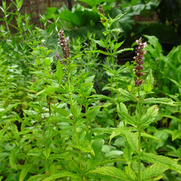 Spearmint Mint, 1000 Seeds