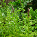 Spearmint Mint, 1000 Seeds