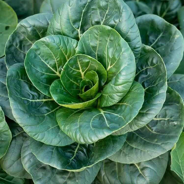 'Meijiaqi' Suzhou Dwarf Pak Choi Seeds, 20g