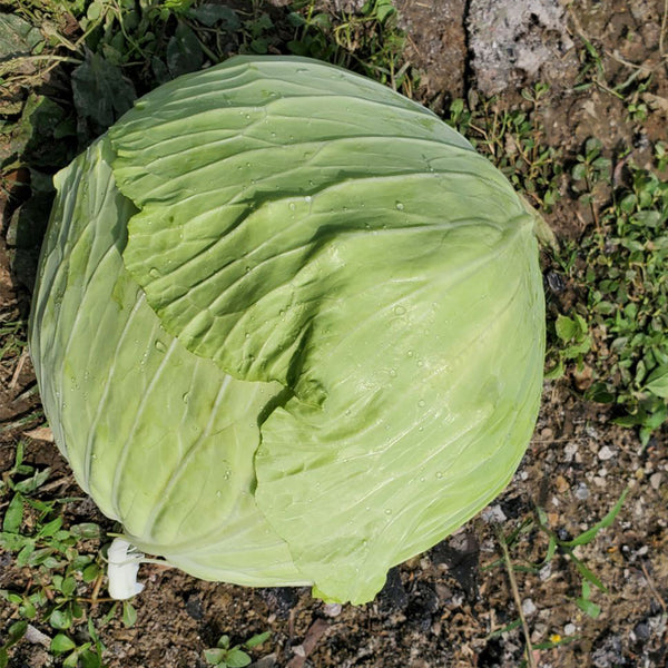 Xingyou Jingfeng No.1 Cabbage, 1000 Seeds