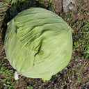 Xingyou Jingfeng No.1 Cabbage, 1000 Seeds