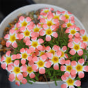 Oxalis Candy Box Series - 'Carrot', 1 Bulb