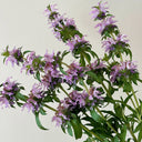 Lemon Mint Seeds, 1 Gram ≈ 1000 Seeds