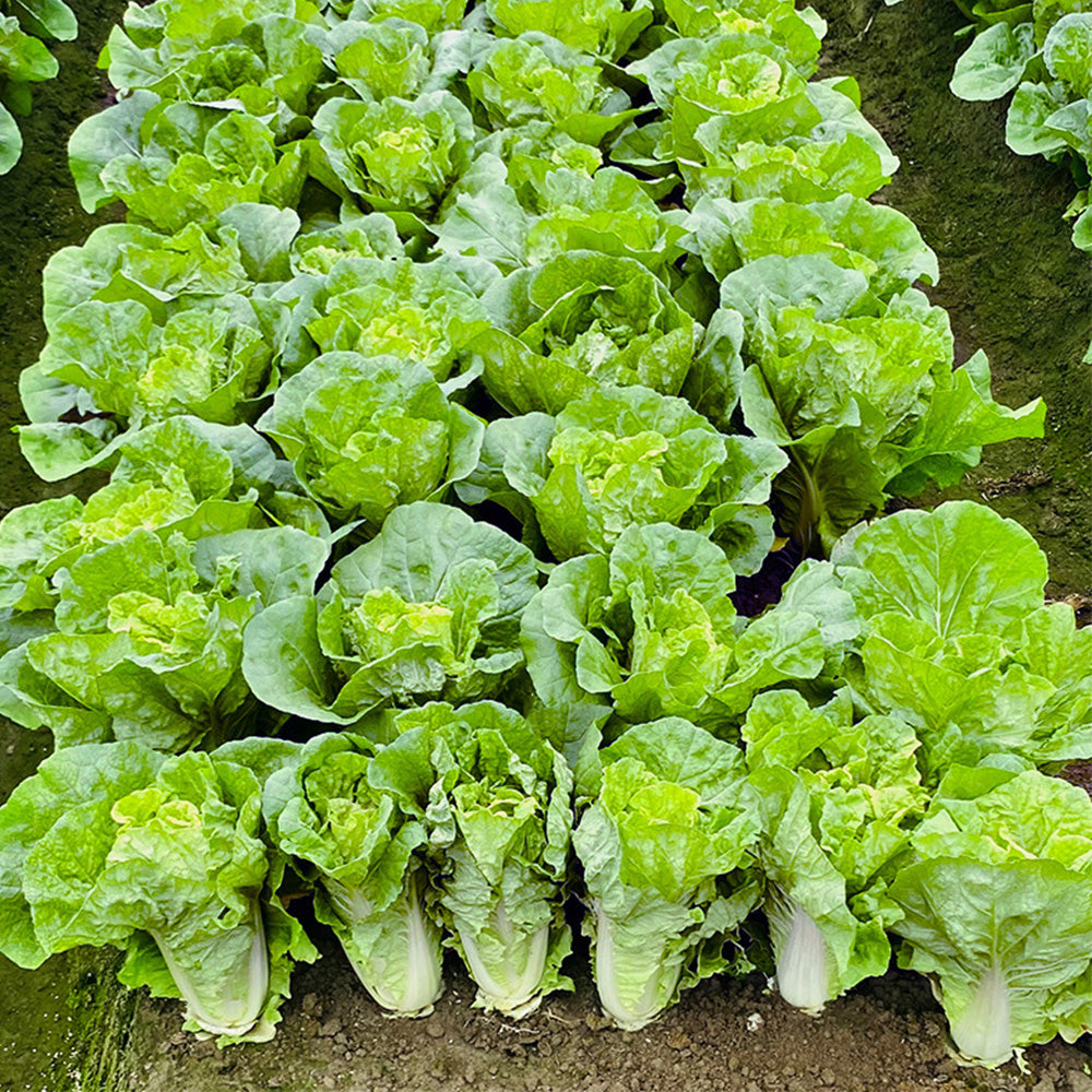 All-season Fast-growing Bok Choy