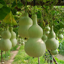 Large Wine Gourd, 10 Seeds