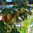 'Evita' Mini Potted Tomato Seeds