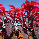 Crimson Majesty' Amaranth Seeds, 200 Seeds