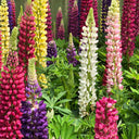 Mixed Color Lupin, 100 Seeds