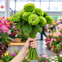 W1349 Envy Zinnia, 100 Seeds
