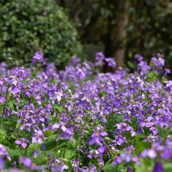 Chinese violet cress (Orychophragmus violaceus) Seeds, 200 Seeds