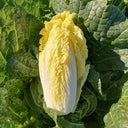 ‘Golden Pearl’ Baby Cabbage Seeds, 5g
