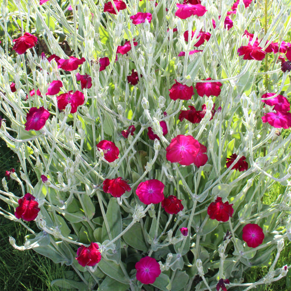 Red Flowered Rose Campion, 20 Seeds