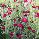 Red Flowered Rose Campion, 20 Seeds