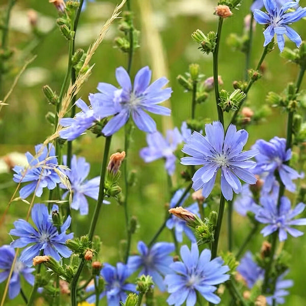 Coffee Chicory, 1000 Seeds
