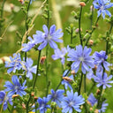 Coffee Chicory, 1000 Seeds